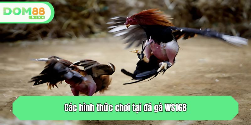 Các hình thức chơi tại đá gà WS168