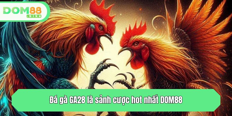 Đá gà GA28 là sảnh cược hot nhất DOM88