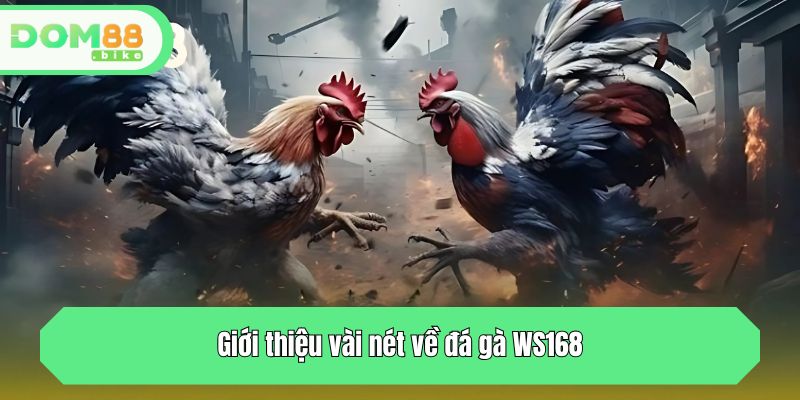 Giới thiệu vài nét về đá gà WS168
